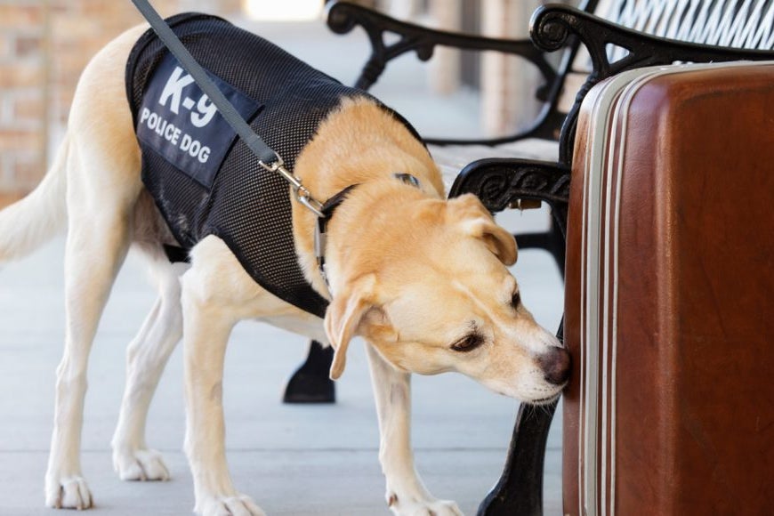 Drug Sniffing Dogs: How Accurate Are They? Can They Smell Your Weed And Hash?