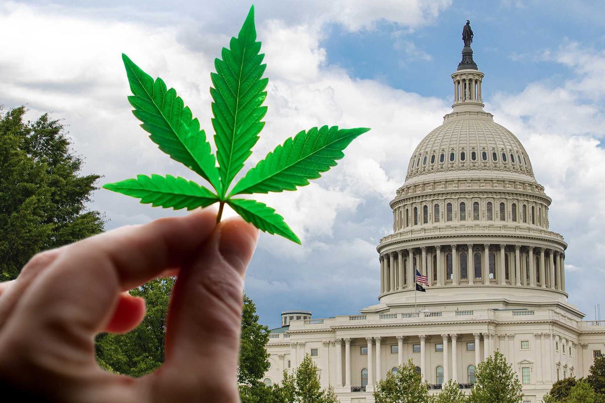 Illicit Cannabis Undercutting Legal Market Big Time: Who's To Blame? Let's Ask Congress - Cresco Labs (OTC:CRLBF), Canopy Gwth (NASDAQ:CGC)