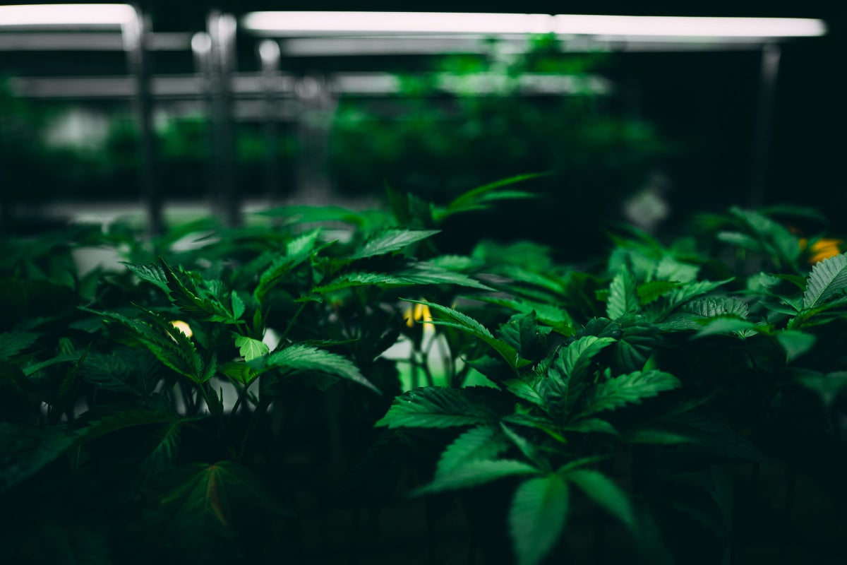 California Cannabis Nursery Adopts Blockchain Technology To Certify Clones With Batch Certificates